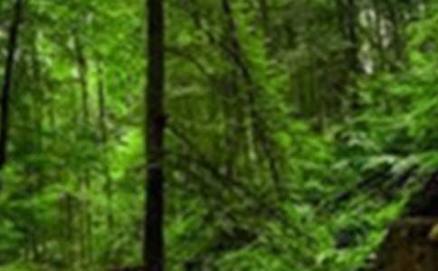 森林防火工作总结 森林防火工作总结